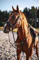 Reitbeteiligung auf jungem, talentierten Springpferd Brandenburg - Löwenberger Land-Nassenheide Vorschau