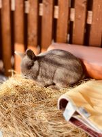 Zwergkaninchen mit Stall und Zubehör Bayern - Bad Neustadt a.d. Saale Vorschau