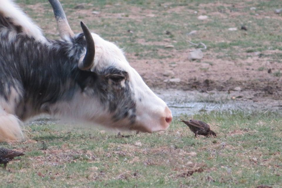 Unterstützung bei der Tierschutzseite in Düsseldorf