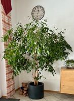 Zimmerpflanze „Birkenfeige“ Bayern - Kastl b Kemnath Vorschau