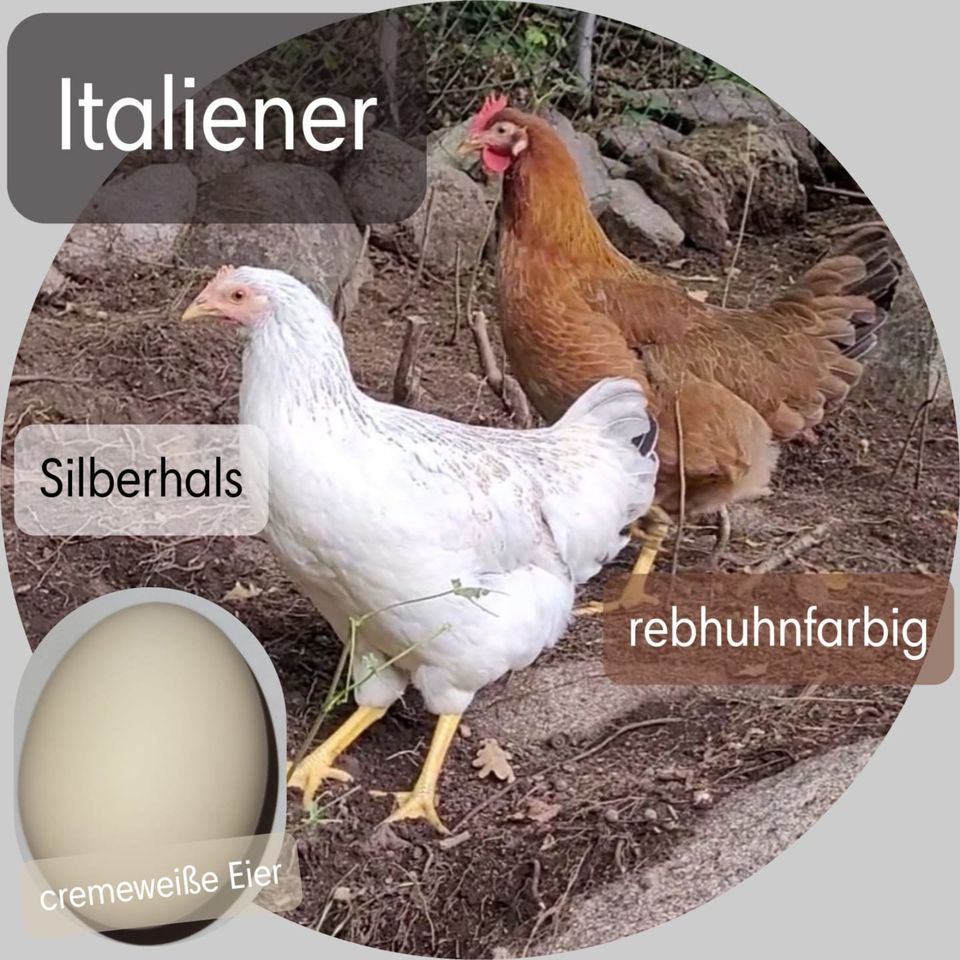 Hühner, Hennen, Bovan, Marans, Rhodeländer, Königsberger, Leghorn in Hartmannsdorf bei Kirchberg