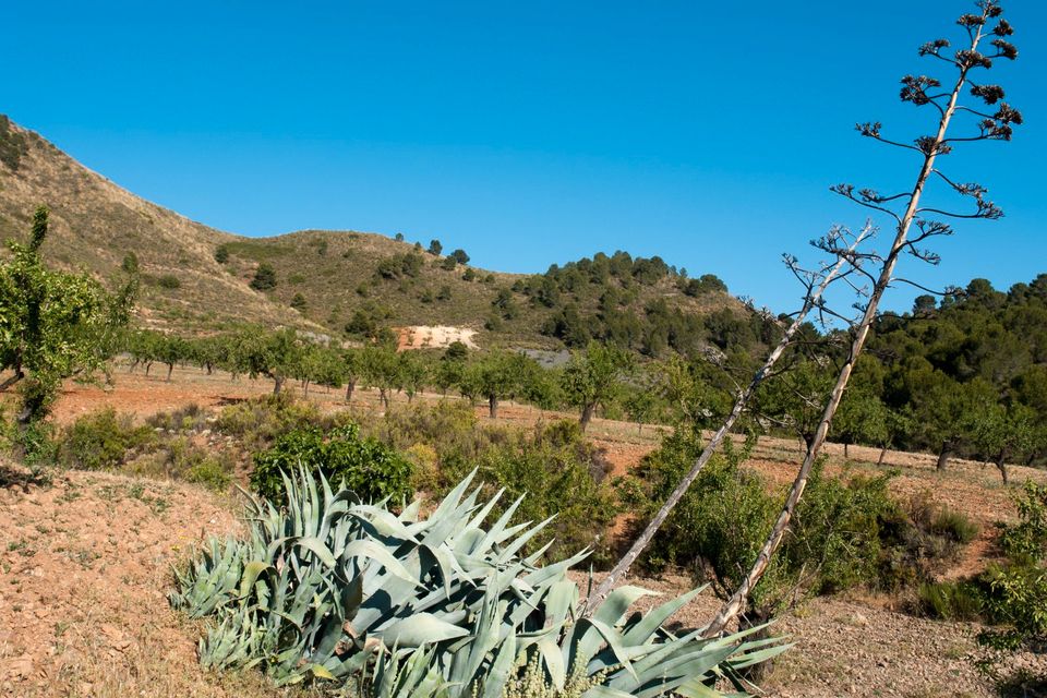 KLEINE GEMÜTLICHE FINCA (Barranco de los Asensios – Águilas) in Abstatt