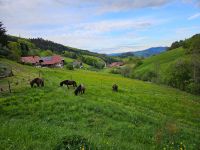 Platz im Offenstall frei / Allergiker geeignet / Absetzer geeigne Baden-Württemberg - Steinach Baden Vorschau