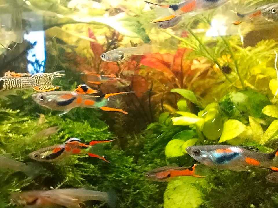 Endler Guppys in Berlin