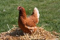 Huhn / Hühner / Junghennen / Legehennen Nordrhein-Westfalen - Verl Vorschau