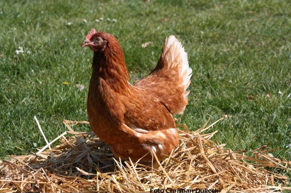 Huhn / Hühner / Junghennen / Legehennen in Verl