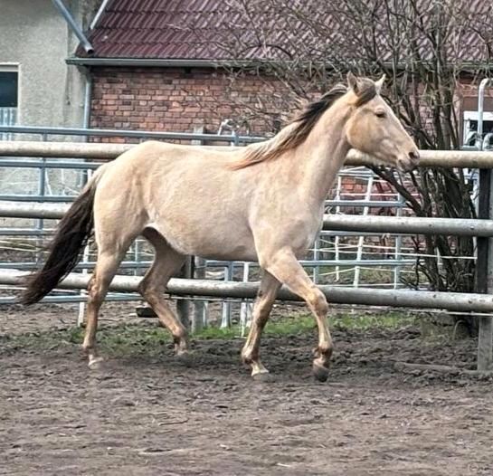 Paint Horse/ Quarter Horse Stute in Dessau-Roßlau
