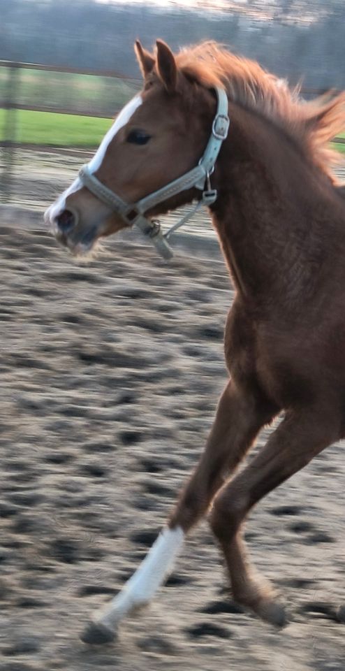 Verkaufe Pony Stute / Jährling/ Kinderpony! in Gescher