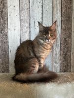 Reinrassige Maine Coon Katze mit Stammbaum Nordrhein-Westfalen - Rietberg Vorschau