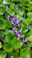 Duftveilchen lila Staude Bodendecker robust violett Niedersachsen - Uelzen Vorschau