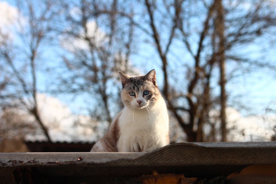 TIERSCHUTZ Katze Sabina freut sich darauf euch kennenzulernen in Hamburg