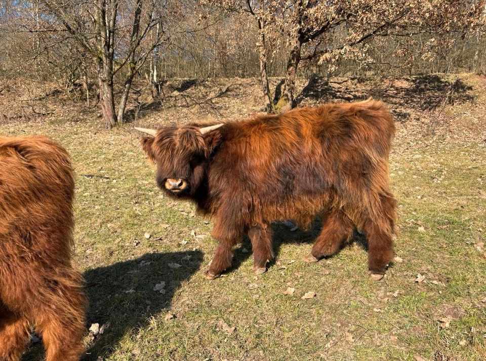 Hochlandrind Jungbullen, Bio in Auengrund