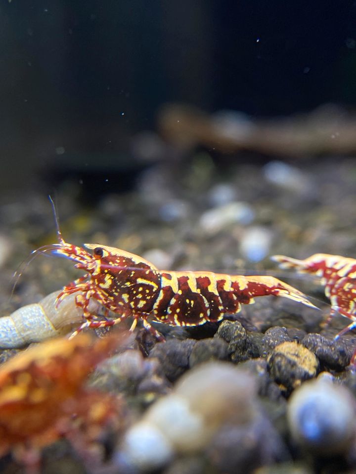 Ma Woo Rote Galaxy Fishbone Snowflakes Garnelen Taiwaner in Brackenheim