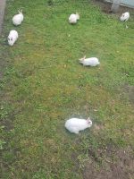 Wir haben verschiedene Alter von Kaninchen  Nordrhein-Westfalen - Rheda-Wiedenbrück Vorschau