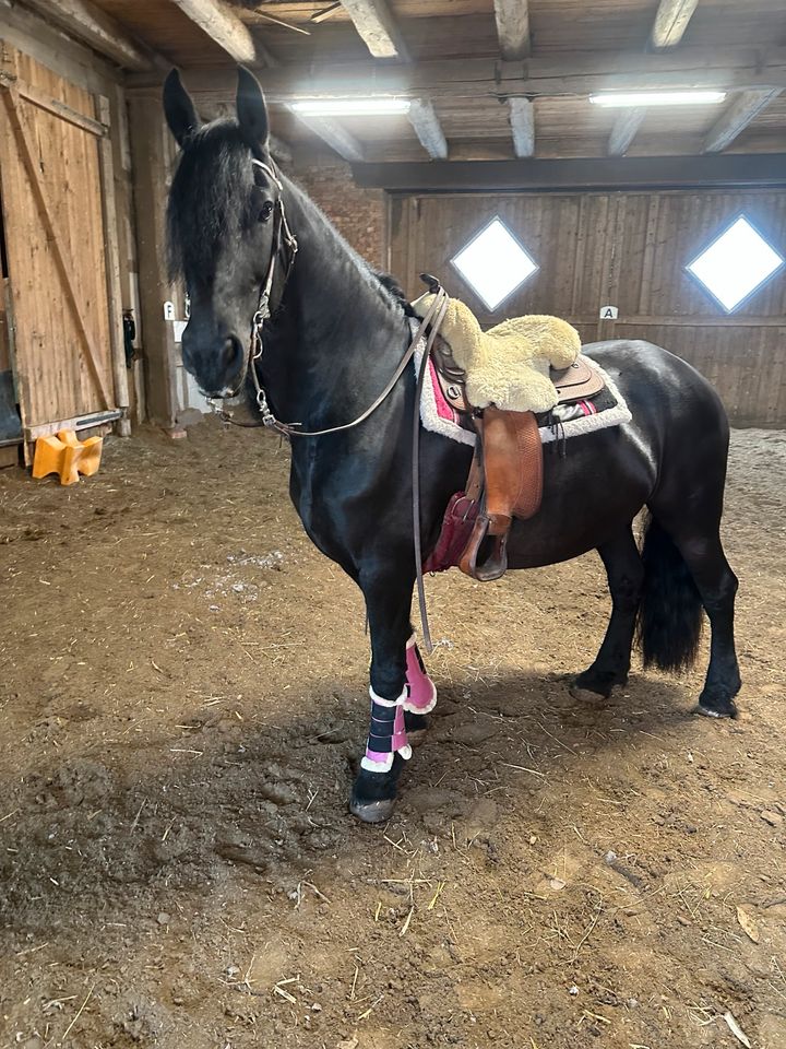 Geführtes Reiten für Erwachsene Pferdefreunde in Halle (Holzminden)