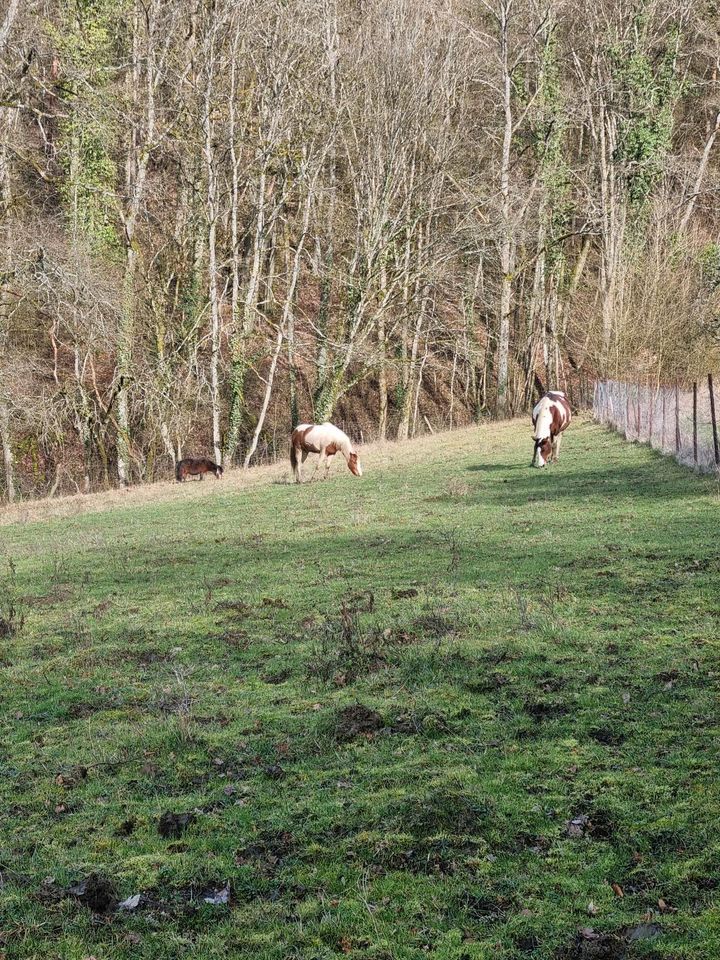 Offenstallplatz für junge Stute frei bis 1,50Stckm. in Kleinblittersdorf