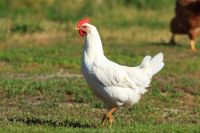 weiße Legehennen, Geflügel, Hühner Bayern - Burgheim Vorschau