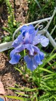 Iris Winterhart Staude Rabatte Biene Lilie Garten  Blume Niedersachsen - Goslar Vorschau