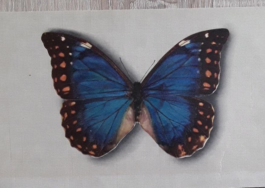 11 Kunstdruckkarten * Schmetterlingsserie * in Zweibrücken