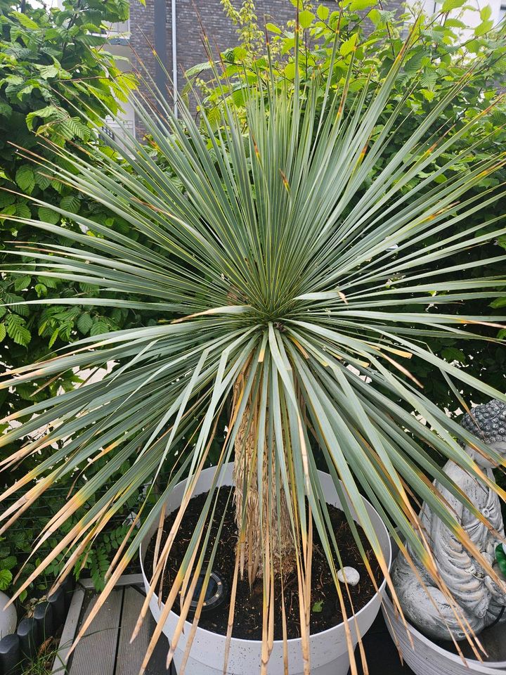 Grosse Yucca Rostrata Palme winterhart Blue Swan in Frankfurt am Main