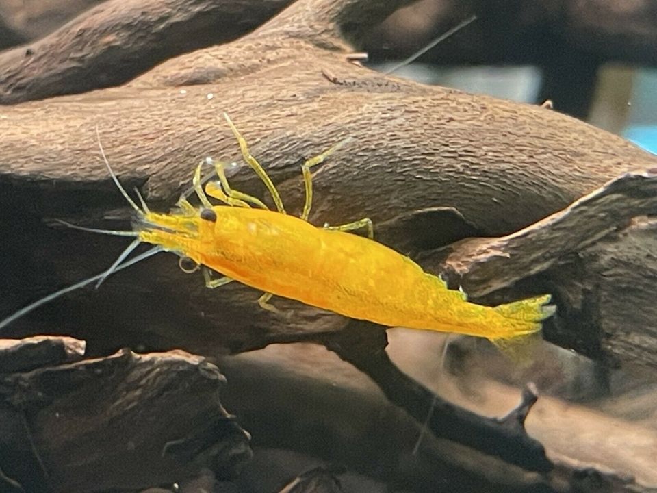 Orange Fire Garnele 2.50€  Neocaridina davidi in Rangendingen