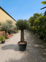 Yucca Filifera Australis Palmlilie  Mehrköpfig Nordrhein-Westfalen - Oer-Erkenschwick Vorschau