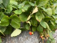 Karl’s Erdbeeren / Ableger Erdbeerpflanze von Karls Erdbeerhof Sachsen - Altenberg Sachs Vorschau