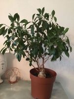 Zimmerpflanze  Ficus Ginseng Bayern - Erlangen Vorschau