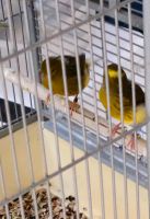 Kanarienvögel Par  zu verkaufen Niedersachsen - Wittmund Vorschau