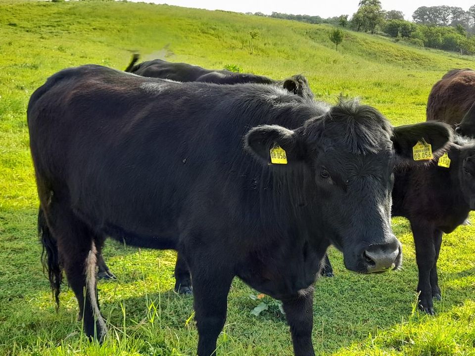 Welsh Black Herdbuch unsere Philosophie MIT LIEBE GEZÜCHTET in Bockenem