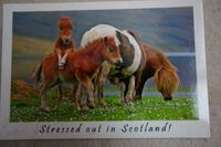 Scotland Postkarte Ponies Sachsen - Zobes Vorschau