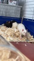Ratten inkl. Stall und Zubehör Niedersachsen - Surwold Vorschau