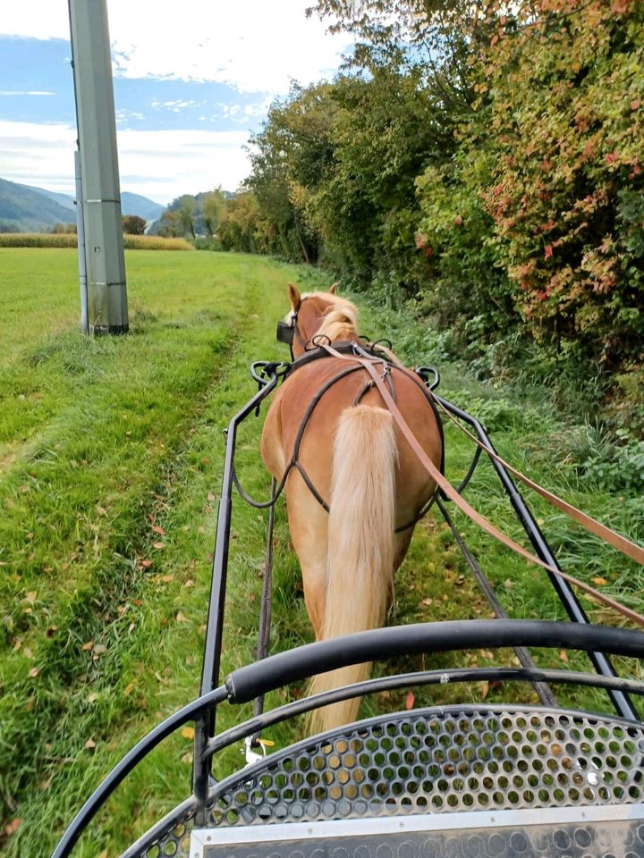 Haflinger Wallach gefahren in Glottertal