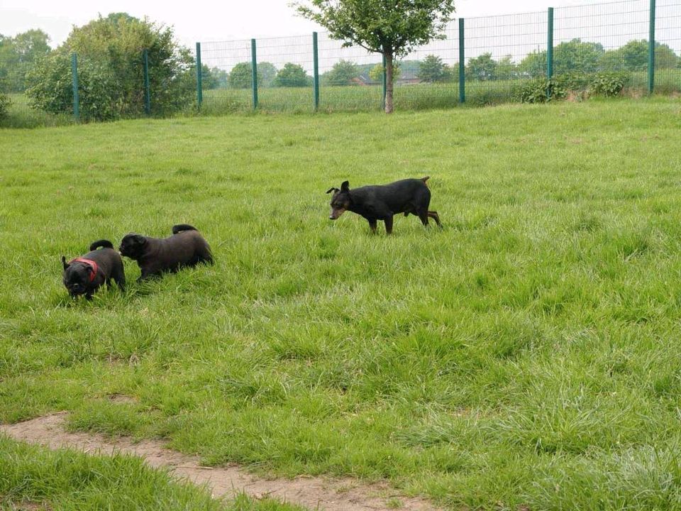 Hundepension im südl. Münsterland - seit 30Jahren in Dülmen in Dülmen