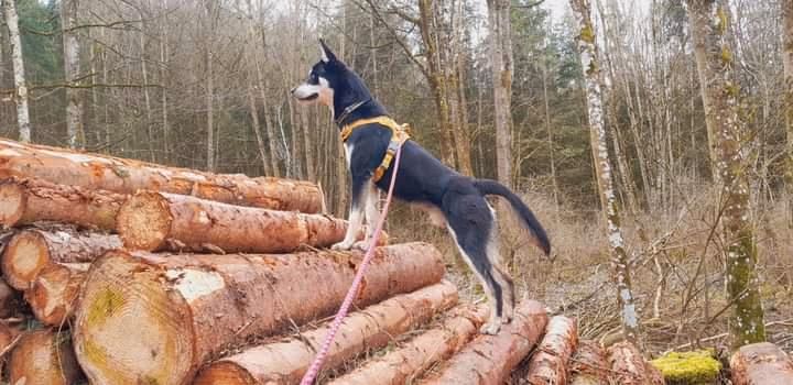 Hunde Geschirr M in Hilzingen