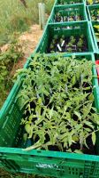 Tomaten Pflanzen Fleischtomate verschieden Sorten Nordrhein-Westfalen - Bad Oeynhausen Vorschau