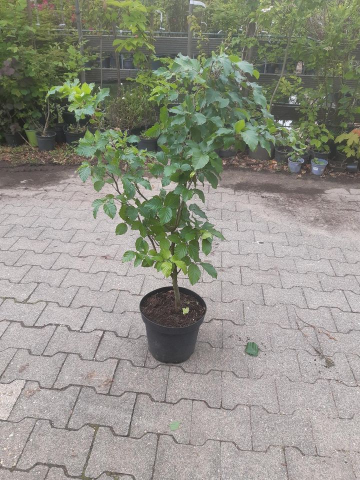 Waldbaum Waldpflanzung Jungbaum Buche Eiche Lärche in Nordrhein-Westfalen -  Simmerath | eBay Kleinanzeigen ist jetzt Kleinanzeigen