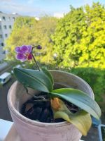 Lila blühende Orchidee mit Orchideentopf Sachsen-Anhalt - Halle Vorschau