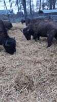 Bison / Bulle Baden-Württemberg - Riesbürg Vorschau