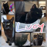 Katze, EKH, kastriert ❤️ Lucy ❤️ Brandenburg - Luckenwalde Vorschau