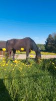 Offenstall hat 2 Plätze für Kleinpferde oder Ponys Bayern - Engelsberg Vorschau