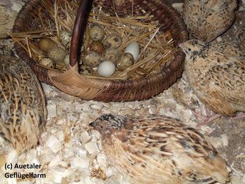 Hühner und Hähne kaufen: Lege Wachteln, sortiert in Auetal