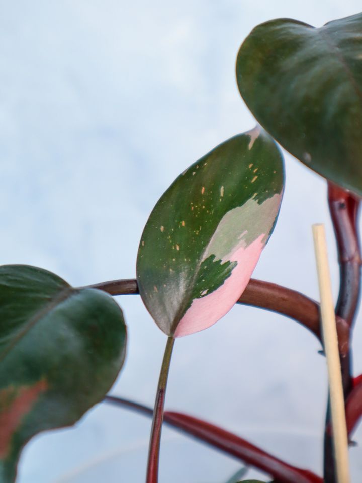 Philodendron Pink Princess ganze Pflanzen in Budenheim