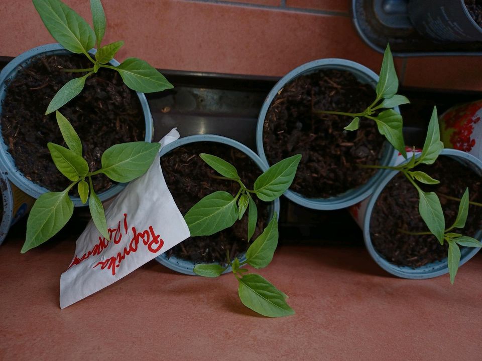 Pepperoni Pflanzen, mittelscharf in Olsberg