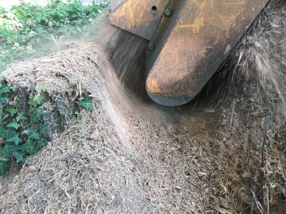 Wurzelfräsen Stubbenfräsen Baumwurzeln entfernen in Ankum