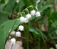 Maiglöckchen, Convalaria majalis, winterhart, 5 Thüringen - Nobitz Vorschau