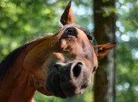 Suche eine Reitbeteiligung/- Pflege Niedersachsen - Buchholz in der Nordheide Vorschau