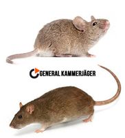 Ratten / Mäuse / Wespen / Bettwanzen - Kammerjäger - in Berlin Berlin - Mitte Vorschau