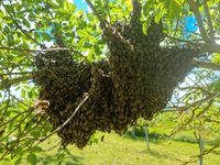 Bienenschwarm Fangservice kostenlos Sachsen-Anhalt - Nebra (Unstrut) Vorschau