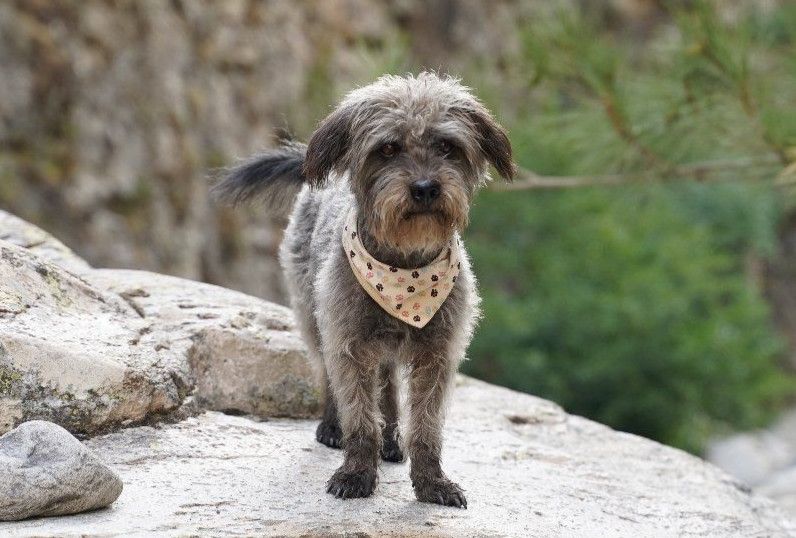 agiler Cotton de Tulear Mix, kleiner Mischling, Hund, Rüde in Oberkirch